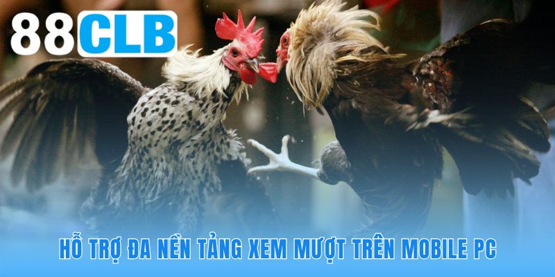 Nền tảng hiện đại giúp xem đá gà trực tuyến ở đâu cũng tiện lợi