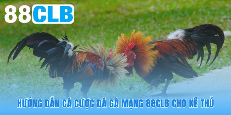 Hướng dẫn cá cược giải thích các kèo phổ biến và hình thức chơi